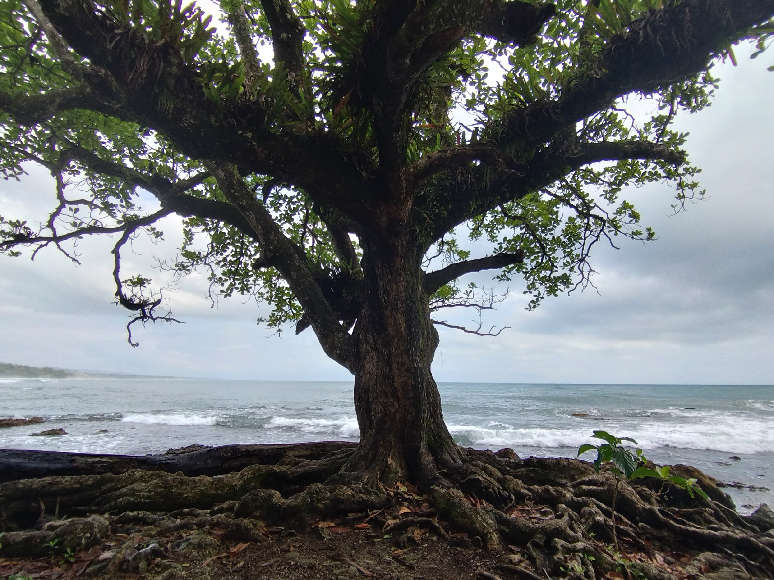 arbol con raices expuestas junto a la costa
